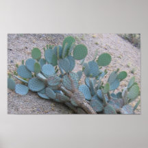 PRICKLY PEAR CACTUS FAN POSTER