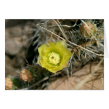 Prickly Pear Cactus Flower Cards