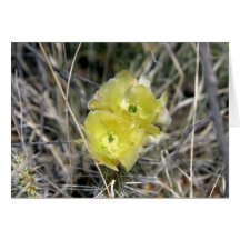 Prickly Pear Cactus Flower Greeting Card