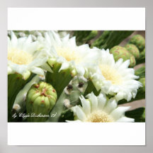 Prickly Pear Cactus Flower Photo Poster