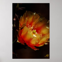 Prickly Pear Cactus Flower Poster