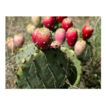 Prickly Pear Cactus In Texas Postcards
