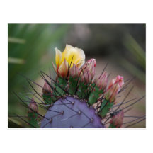 Prickly Pear Cactus Post Card