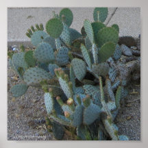 PRICKLY PEAR CACTUS PRINT