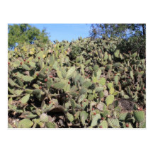 Prickly Pear Gifts Postcards