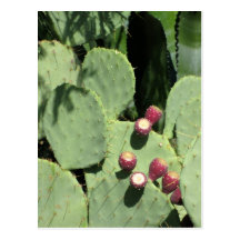 Prickly pears, postcard