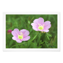 Primrose of Texas Photo Print