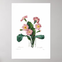 Primula Print