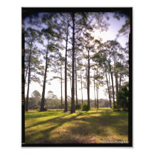 Princess Places Trees Photo