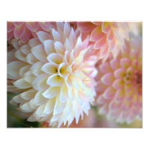 Print Soft Dahlia Dream Fine Art Print Photograph