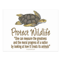 Protect Sea Turtles Post Cards