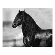 Proud Friesian black stallion horse Custom Invites