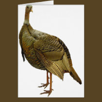 Proud Wild Turkey cards