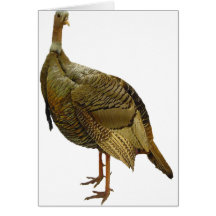 Proud Wild Turkey Greeting Card