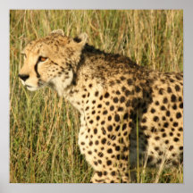 Prowling Cheetah Poster