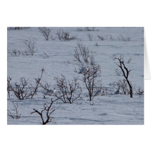 Ptarmigan Family; Customisable Cards
