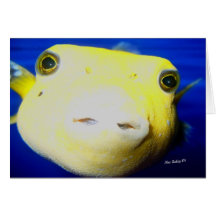 Puffer Fish Greeting Cards