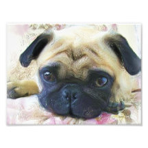Pug dog art photo
