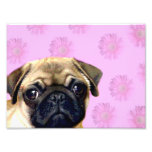 Pug dog photo
