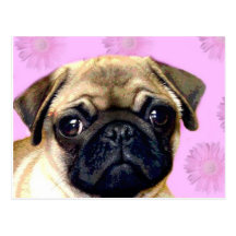 Pug dog postcard