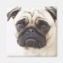 Pug Dog Square Magnet