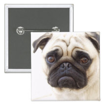 Pug Dog Square Pin