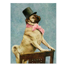 Pug Dog Tophat Postcard