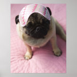 Pug dog with eye mask on head sitting on bed, posters