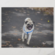 Pug Flyer