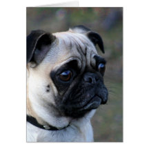 Pug greeting Card