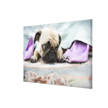 Pug looking innocent after chewing the toe off canvas print