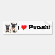 Pug puppy bumper sticker