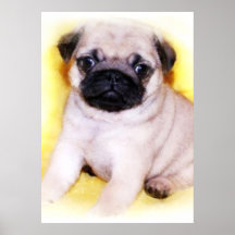 Pug Puppy Canvas print