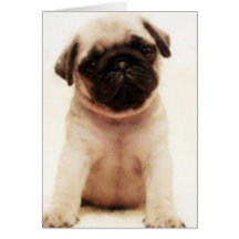 Pug puppy greeting card