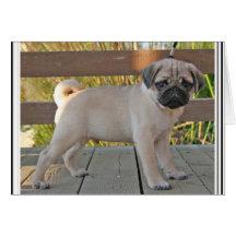 Pug Puppy Greeting Card