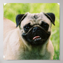 Pug Puppy Poster Print