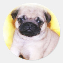Pug Puppy stickers