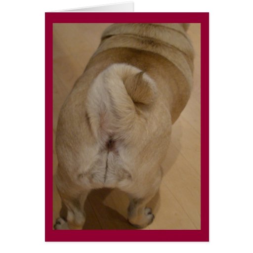 Pug Tail Valentine Card