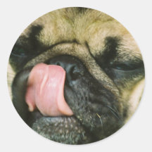 Pugalicious Stickers
