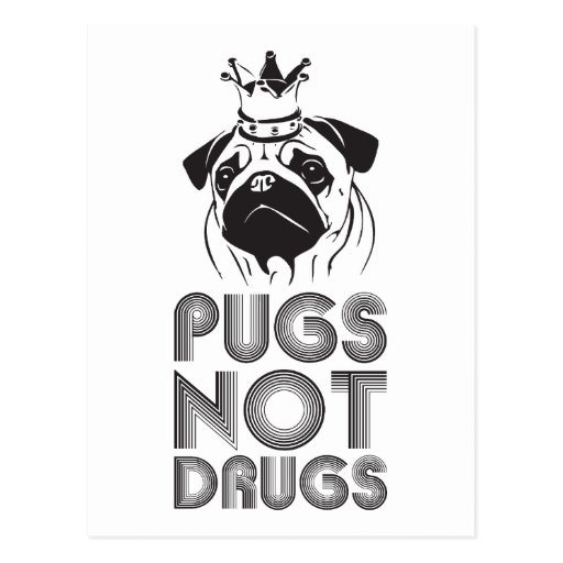 Pugs Not Drugs Postcard