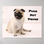 Pugs Not Drugs Poster