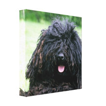 Puli Dog Canvas Print