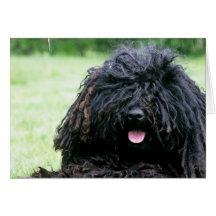 Puli Dog  Greeting Cards