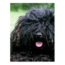 Puli Dog  Postcard