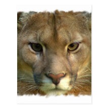 Puma Mountain Cat Postcard