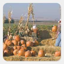 Pumpkin display with hay bales and scarecrows square stickers