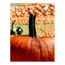 Pumpkin, Fall, Autumn Postcard