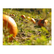 Pumpkin Feilds Post Card