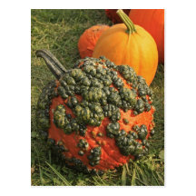 Pumpkin Growths Post Card