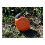"Pumpkin in a Patch" photo postcard